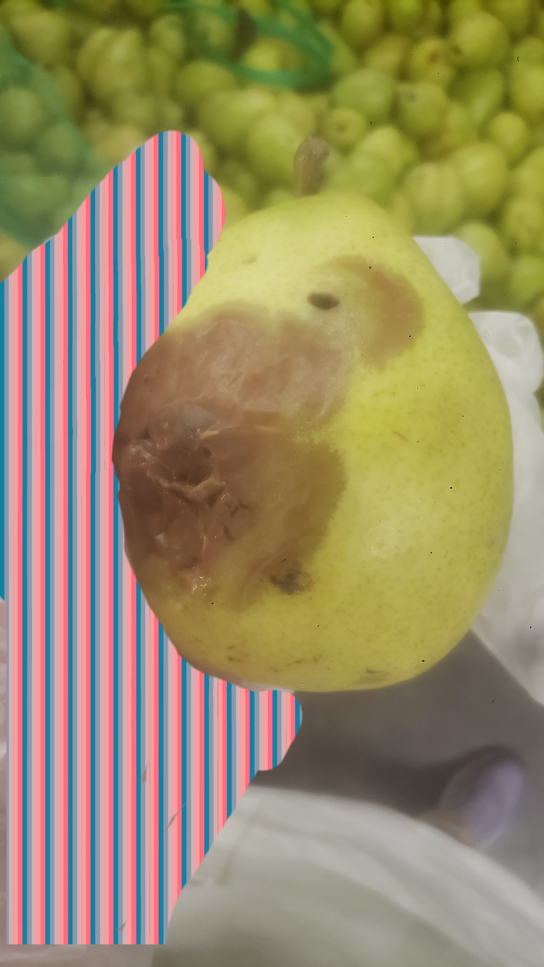 Hand holds moldy pear.